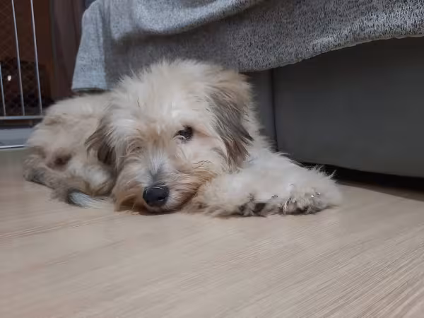 A Brisa é uma vira-lata branca peludinha e charmosa. Olha que graça essa pose!