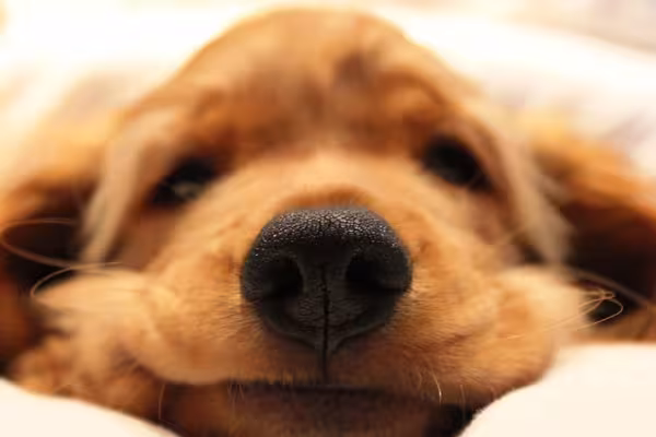 Cada focinho de cachorro tem traços exclusivos que se assemelham com as digitais humanas