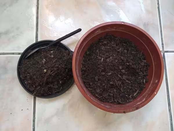 Passo 1: coloque boa parte da terra no recipiente em que a grama de pipoca vai ser plantada e reserve um pouco para cobrir os grãos