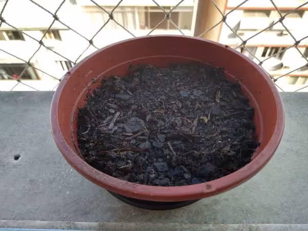 Passo 6: Coloque o vaso em uma janela bem iluminada e regue em dias alternados