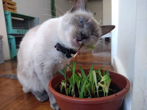 Passo 7: quando as folhas estiverem com cerca de 6 centímetros, dê a graminha para o seu gatinho apreciar!