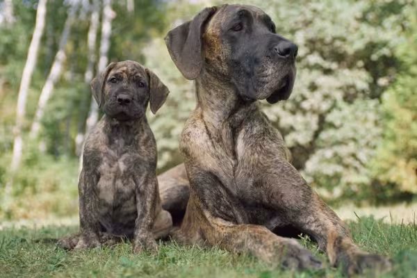 O Dog Alemão filhote deve ser treinado e socializado desde cedo