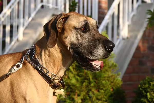 Dog Alemão é a mesma raça de cachorro do personagem Scooby Doo