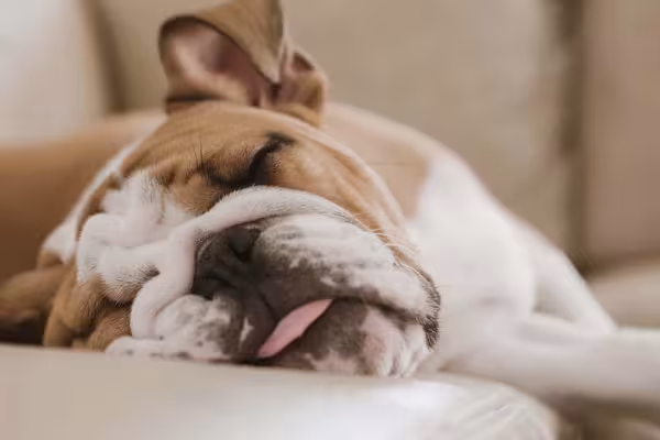 O cachorro Bulldog pode ser bem preguiçoso
