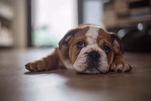Bulldog: cachorro precisa de uma alimentação adequada e balanceada