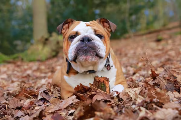 Bulldog em inglês: versão inglesa tem o corpo bem musculoso