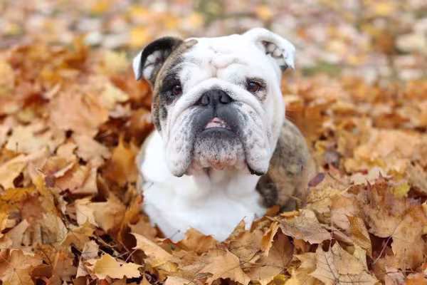 O Bulldog Inglês tem carinha de rabugento, mas é um grande amigo