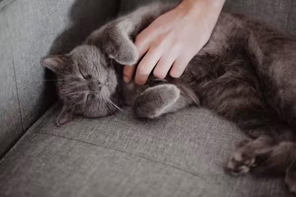 O gato Chartreux não dispensa uma boa dose de carinho