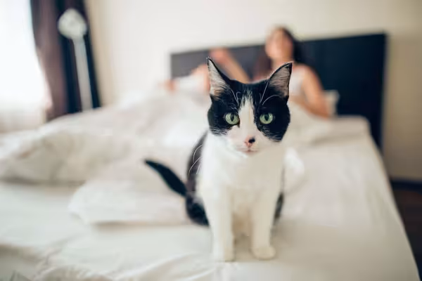 O que é sonhar com gato? Isso depende das características do animal durante o sonho