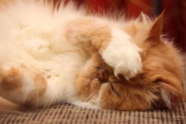 As cores de gato podem até se confundir, como é o caso desse Persa bicolor com laranja e bege