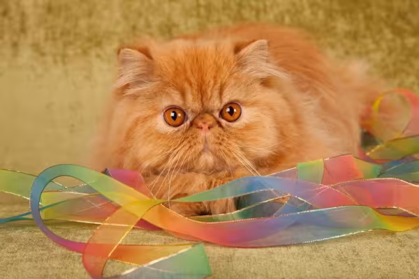 Gato Persa também pode apresentar a cor laranja (ou vermelho)