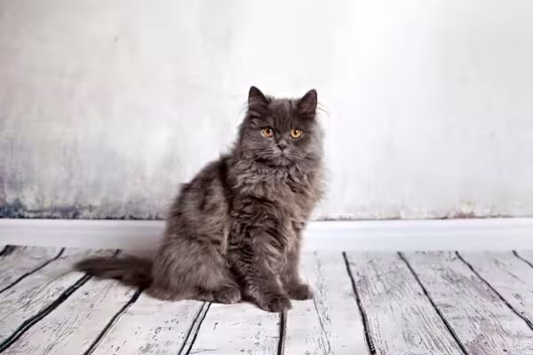 Mais claro que o preto, o gato Persa azul também é muito lindo