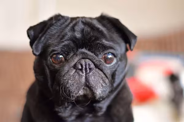 Pug preto olhando para frente