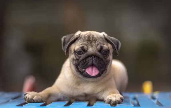 Pug filhote deitado com língua de fora