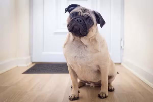 Pug sentado perto da porta