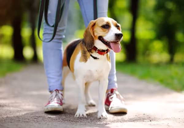 Mais tradicional, a coleira de cachorro plana é ótima para cães de pequeno e médio porte