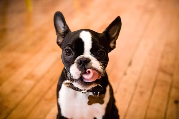 Guloso, o Boston Terrier precisa de limites quando o assunto é alimentação, ou ele pode ficar obeso