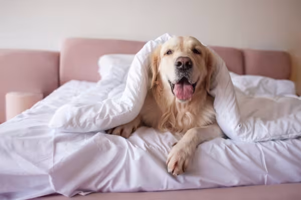 Labrador debaixo de lençol branco