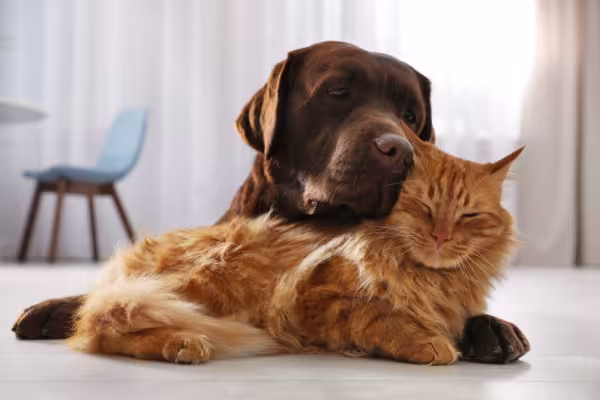 Labrador marrom com gato laranja