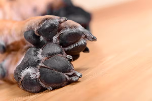 Pata de cachorro com unhas compridas