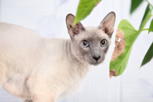 O pelo de gato Peterbald é bem ralo