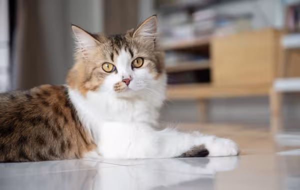 Pelo de gato vira-lata pode cair muito ou pouco