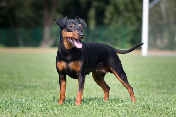 Pinscher preto com a língua de fora