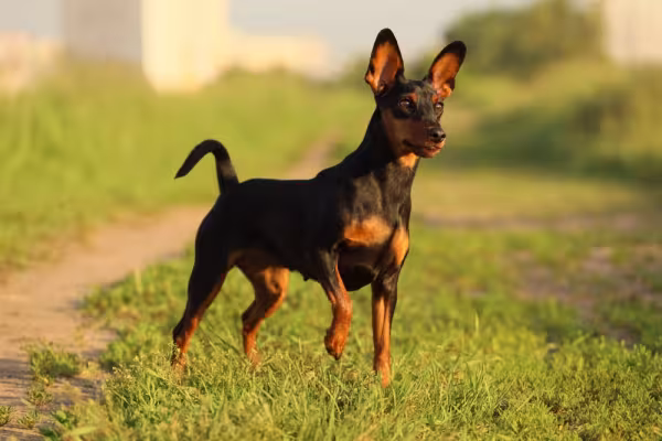 Pinscher preto no final da tarde