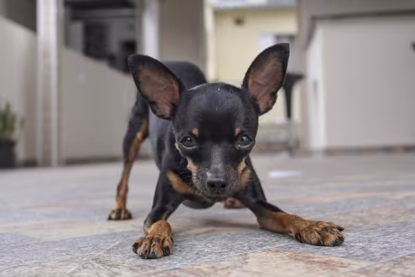 Pinscher com patas dianteiras curvadas pronto para brincar