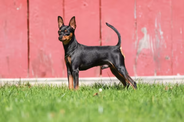 Pinscher com casa vermelha de fundo