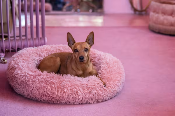Pinscher deitado em caminha rosa