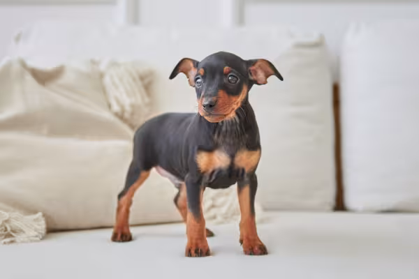 Pinscher preto em pé dentro de casa