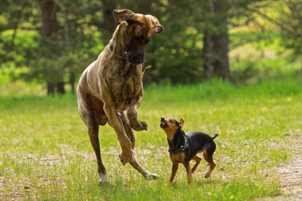 Pinscher latindo para cachorro gigante