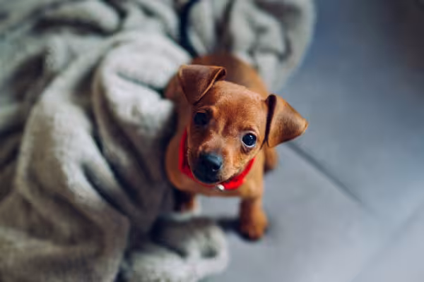 Pinscher em casa olhando para cima