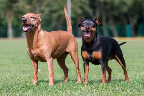 Pinscher caramelo e Pinscher preto lado a lado