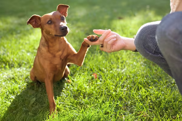 Pinscher dando a patinha