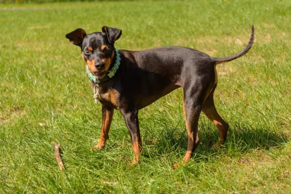 Pinscher preto andando pelo campo