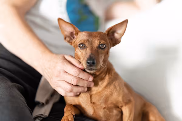 Pinscher recebendo carinho