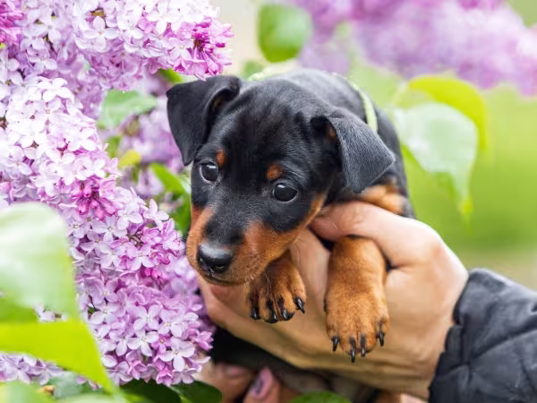 Pinscher nas mãos de pessoa perto de flores