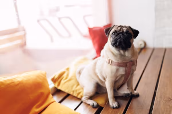 Pug pronto para passear