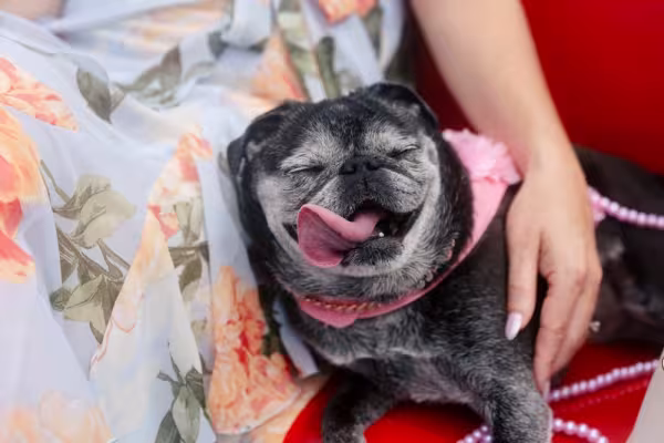 Pug idoso recebendo carinho