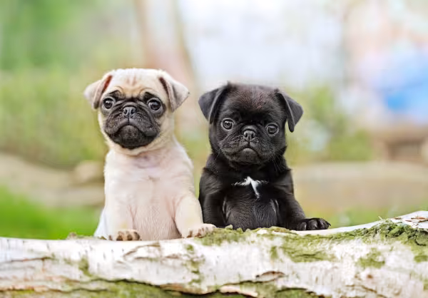 Dois Pugs filhotes de cores diferentes