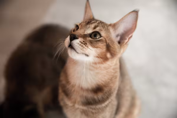 Raça de gato gigante Chausie olhando para cima