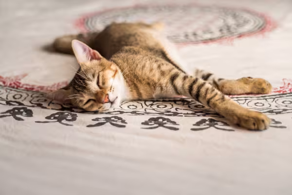 Chausie deitado no tapete