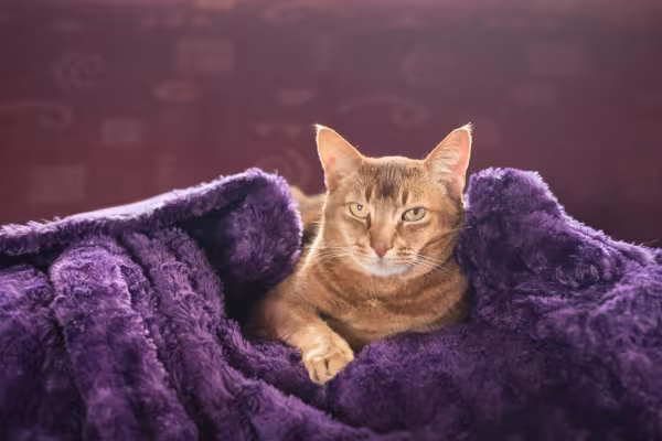 Chausie com cobertor roxo
