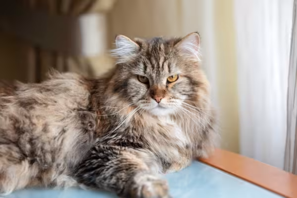 Gato Siberiano deitado na mesa