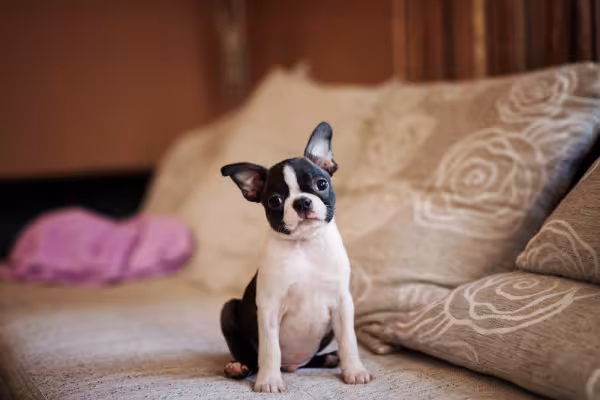 Boston Terrier filhote sentado na cama