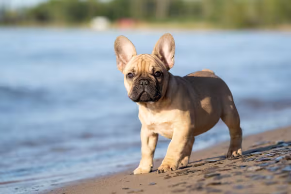 Bulldog Francês na praia