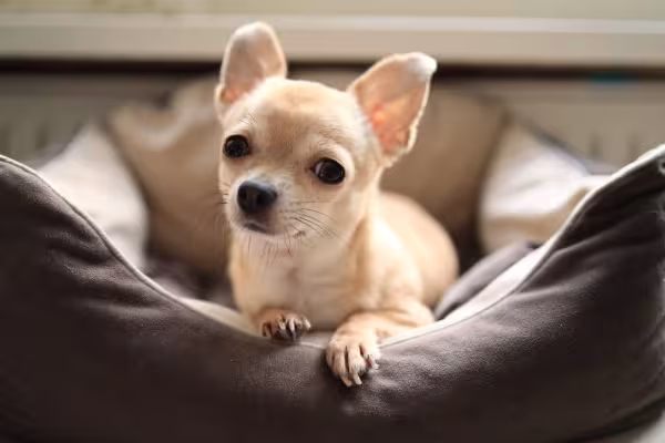 Chihuahua caramelo deitado em cama de cachorro