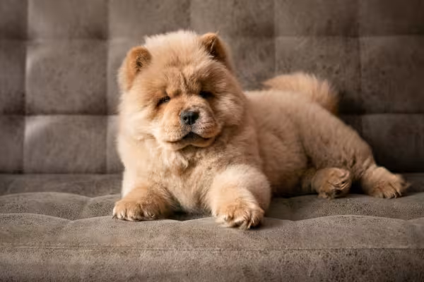 Chow Chow filhote deitado no sofá